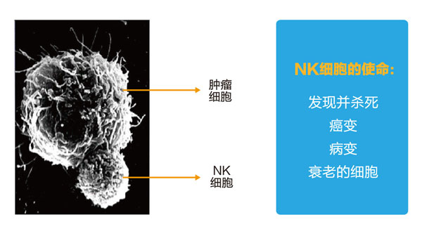 NK免疫细胞保健与抗衰老